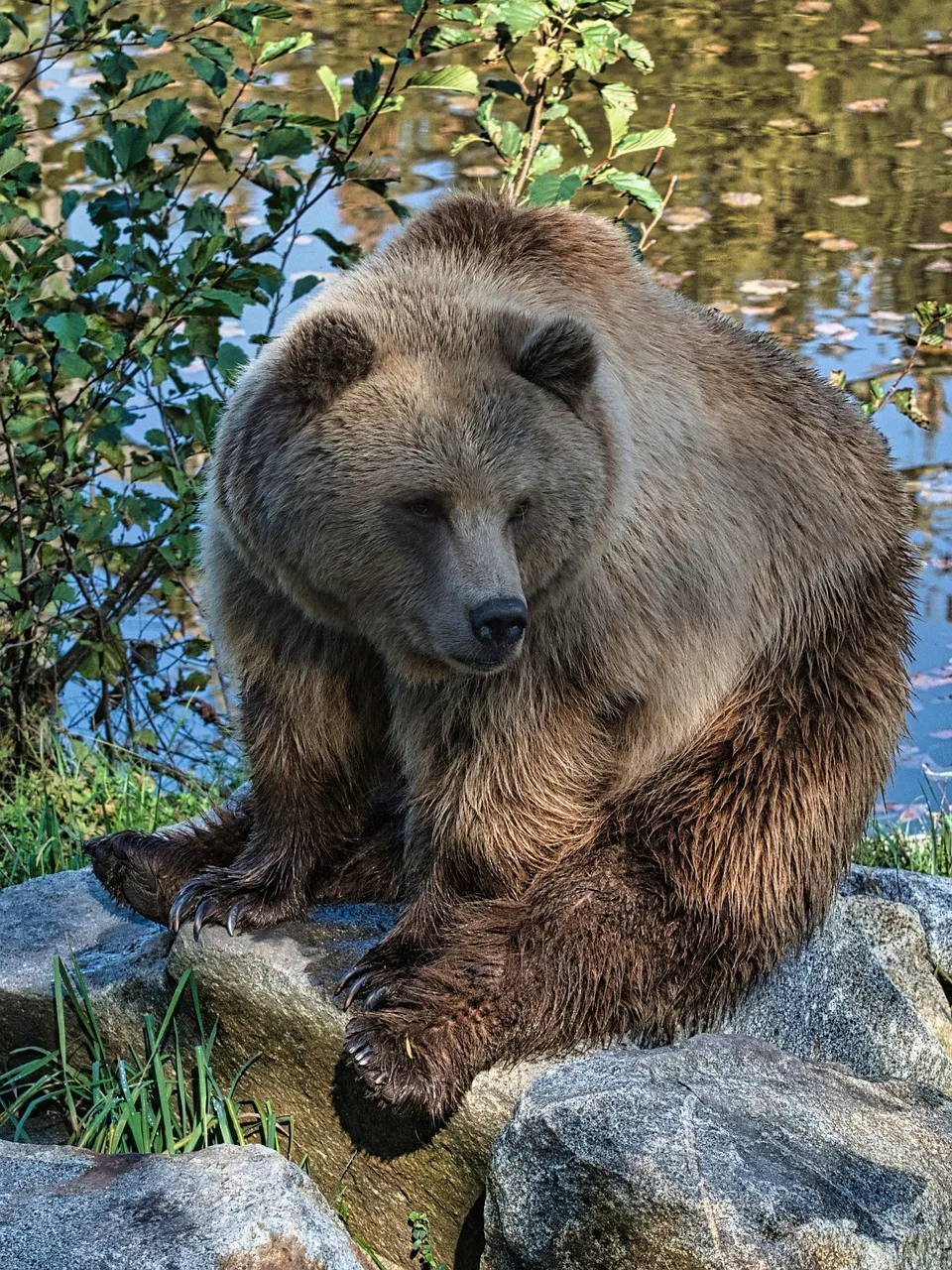 bearmas-2